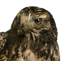 Young Black-chested Buzzard-eagle () - Geranoaetus melanoleucus