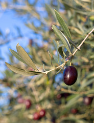 Leaves of olives and a mature fruit on the branch of the tree
