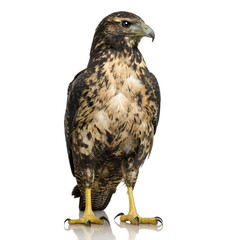 Jeune buse à poitrine noire-eagle () - Geranoaetus melanoleucus