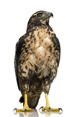 Young Black-chested Buzzard-eagle () - Geranoaetus melanoleucus