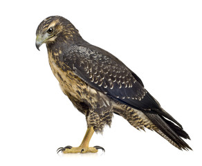 Young Black-chested Buzzard-eagle () - Geranoaetus melanoleucus