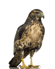 Young Black-chested Buzzard-eagle () - Geranoaetus melanoleucus
