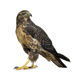 Naklejka premium Young Black-chested Buzzard-eagle () - Geranoaetus melanoleucus