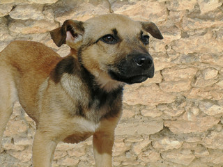Stone wall puppy