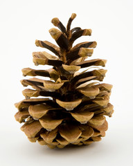 Blue Spruce Tree Conifer Pine Cone Macro