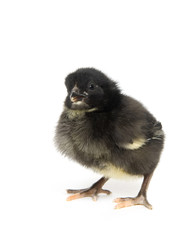 Obraz premium Baby chickens