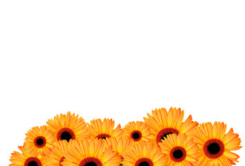 flower bottom edge collection yellow