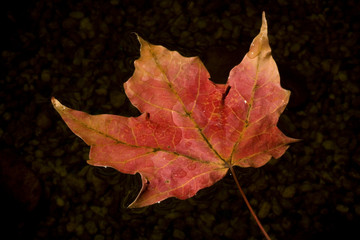 red and yellow leaf on water