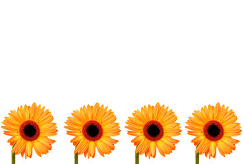 4 flowers in a row yellow