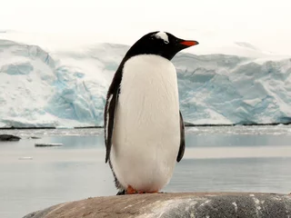 Wandcirkels plexiglas big gentoo penguin in antarctica © lfstewart