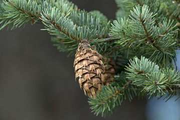 Pine Cones