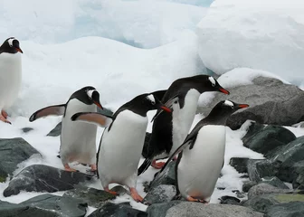 Rolgordijnen group of gentoo penguins traversing the rocks in antarctica. © lfstewart