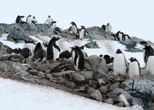 a group of gentoo penguins