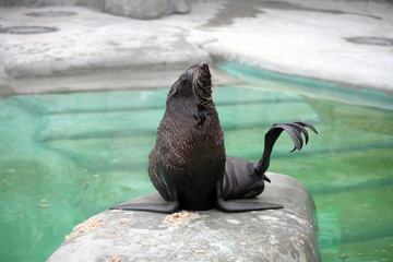 Fototapeta premium Photograph of marine cat in the Moscow zoo