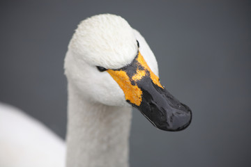 Head of swan against the background of the water