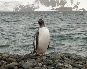 Rolgordijnen gentoo penguin in antarctica © lfstewart