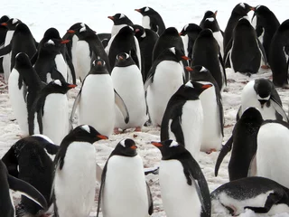 Sierkussen group of gentoo penguins in antarctica © lfstewart