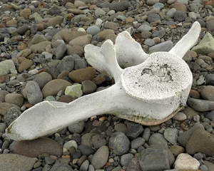 Fototapete ein Knochen von einem Walwirbel an einem Strand in der Antarktis. © lfstewart