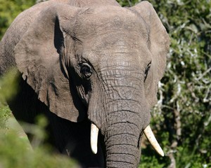 Young Elephant Bull (loxodonta africana)