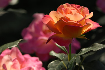 Rote Rose im Gegenlicht