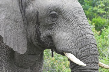 African Elephant Bull (Loxodonta africana)