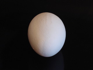 Fototapeta premium egg front