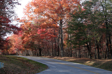 Obraz premium Road in the woods