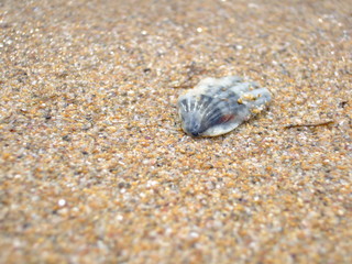 marine cockleshell sand
