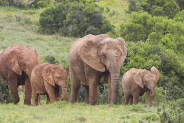Africane Elephant Family (Loxodonta africana)