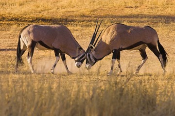 Gemsbok Fighting (Oryx gazella)