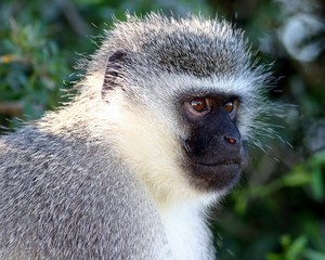 Vervet Monkey (Cercopithecus aethiops)