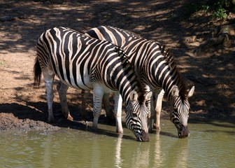 Fototapeta na wymiar Burchells Zebra (Equus burchellii)