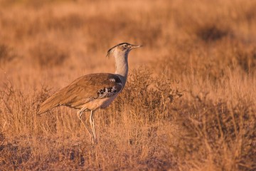 Kori Bustard (Ardeotis kori)