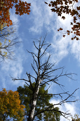 Autumn Woods