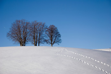 Bäume und Spuren im Schnee
