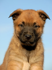 portrait of a young puppy purebred belgian shepherd malinois