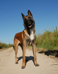malinois