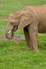 Naklejka na ściany i meble African elephant in the national park. Shallow DOF