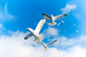 Flying Birds