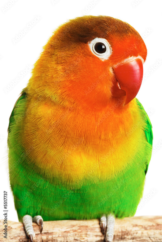 Wall mural Lovebird agapornis-fischeri isolated on white.