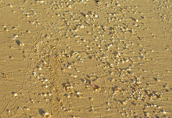 Seashells on the wet beach