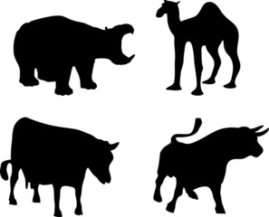 hippopotamus, buffalo; cow and camel