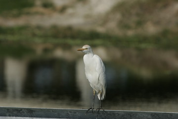 CLOSEUP OF A WHITE BIRD