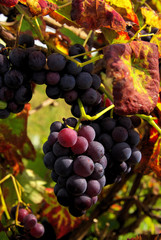 Fototapeta premium Wein 09