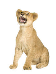 Naklejka premium Lion Cub (5 months)