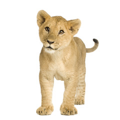 Obraz na płótnie Canvas Lion Cub (5 miesięcy)