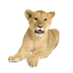 Lion Cub (5 months)