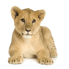 Fototapeta na wymiar Lion Cub (5 months)