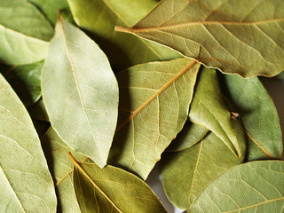 macro bay leaves spice for cooking