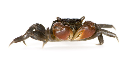 red-clawed crab - Perisesarma bidens